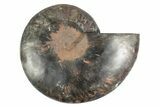 Cut & Polished Ammonite Fossil (Half) - Unusual Black Color #244964-1